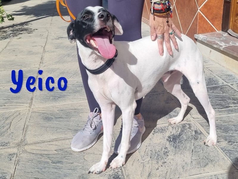 Yeico 09/2022 (ESP) - aufgeschlossener und sozialer Ratonero Bodeguero Andaluz Mix!