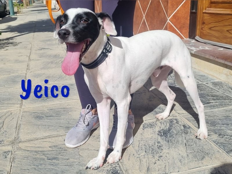 Yeico 09/2022 (ESP) - aufgeschlossener und sozialer Ratonero Bodeguero Andaluz Mix!