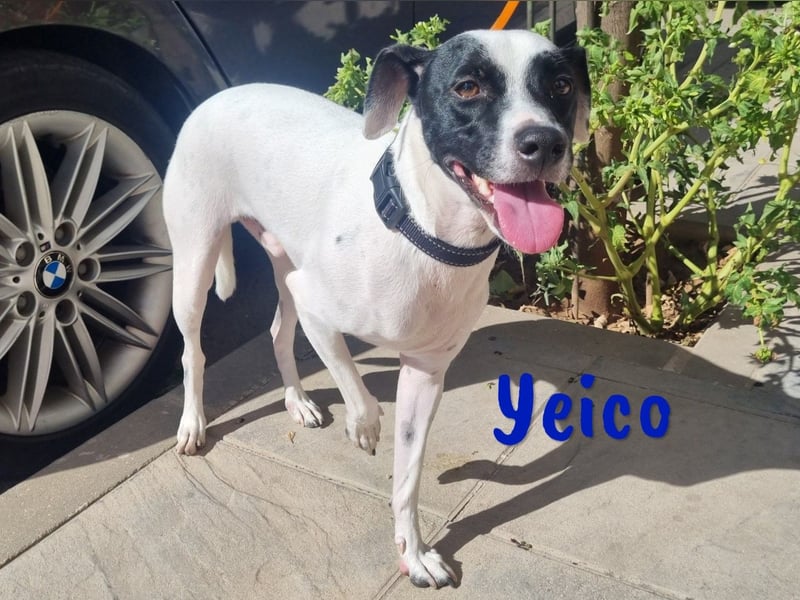 Yeico 09/2022 (ESP) - aufgeschlossener und sozialer Ratonero Bodeguero Andaluz Mix!