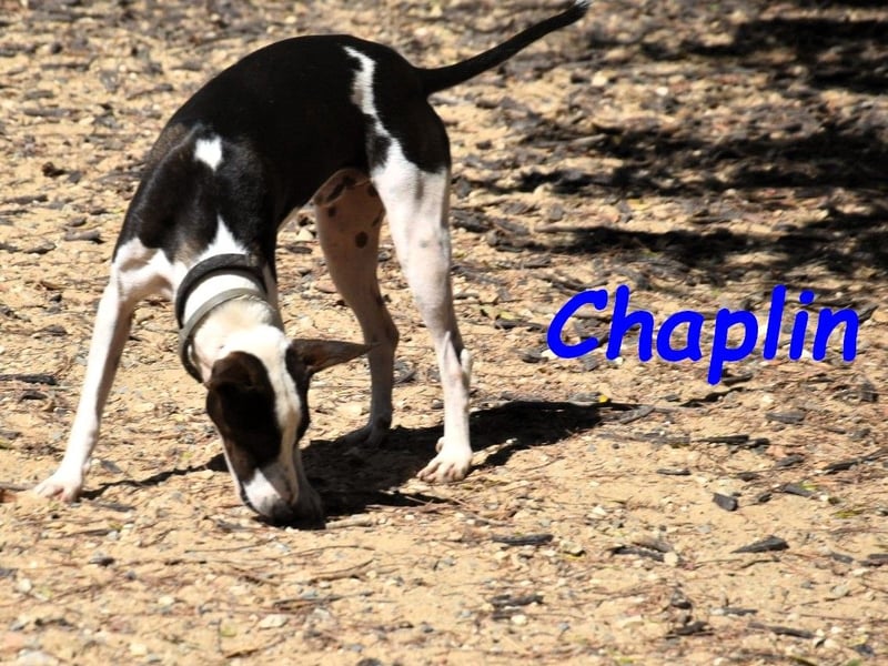 Chaplin geb. 04/2024 (ESP) - charmanter, verspielter und geselliger Bodeguero-Podenco-Mix!