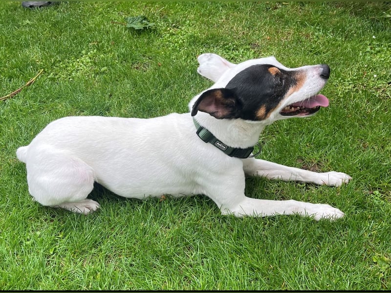 Milo, sucht neues Zuhause