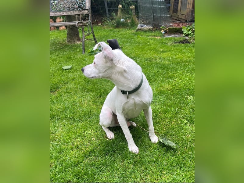 Milo, sucht neues Zuhause