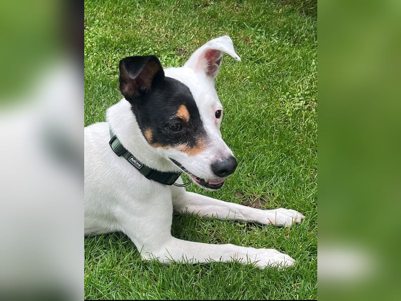 Milo, sucht neues Zuhause