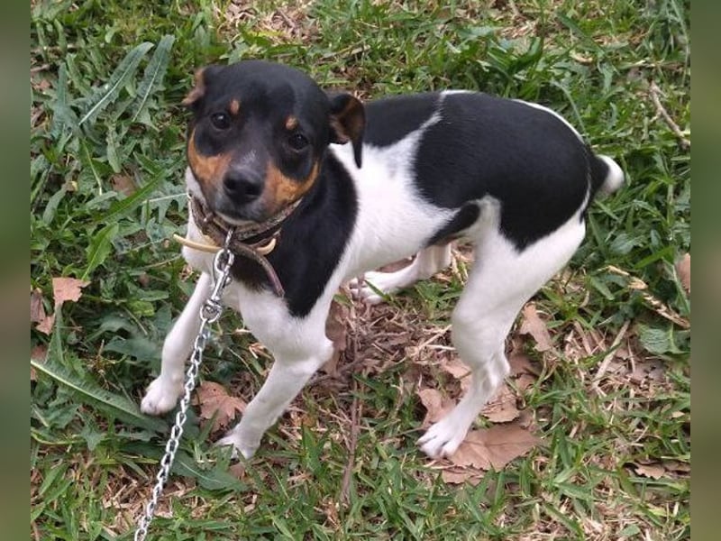 Mateo
