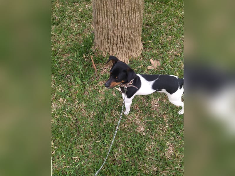 Mateo