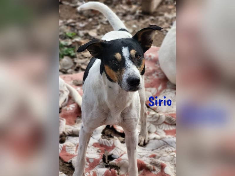 Sirio 04/2022 (ESP) - sozialer und unkomplizierter Ratonero Bodeguero Andaluz!