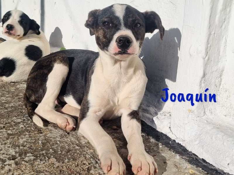Joaquín 10/2024 (ESP Pflegestelle) - neugieriger und verschmuster, kleiner Bodeguero-Mix Welpe!