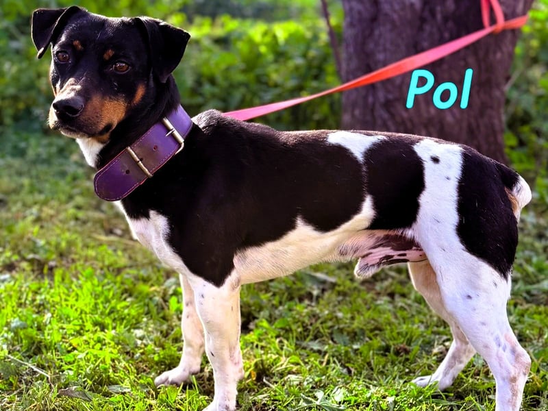 Pol 01/2023 (ESP) - warmherziger und charmanter, kleiner Bodeguero Mix!