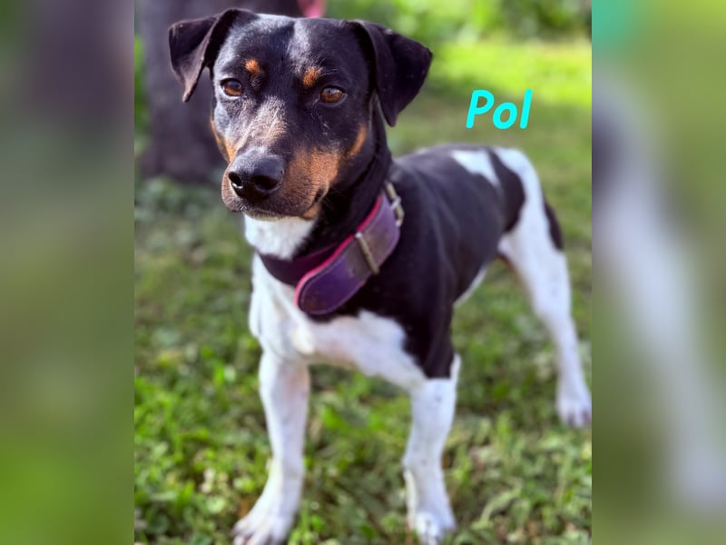 Pol 01/2023 (ESP) - warmherziger und charmanter, kleiner Bodeguero Mix!