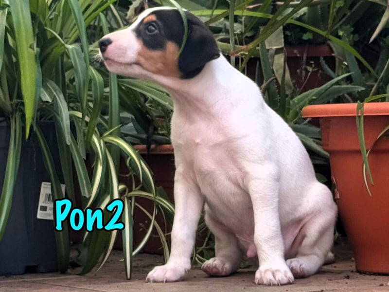 Pon2 02/2025 (ESP) - menschenbezogener, süßer Podenco-Bodeguero Mix Welpe!