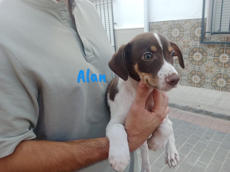 Alan geb. 03/2025 (ESP) - neugieriger süßer Ratonero Bodeguero Andaluz Welpe!