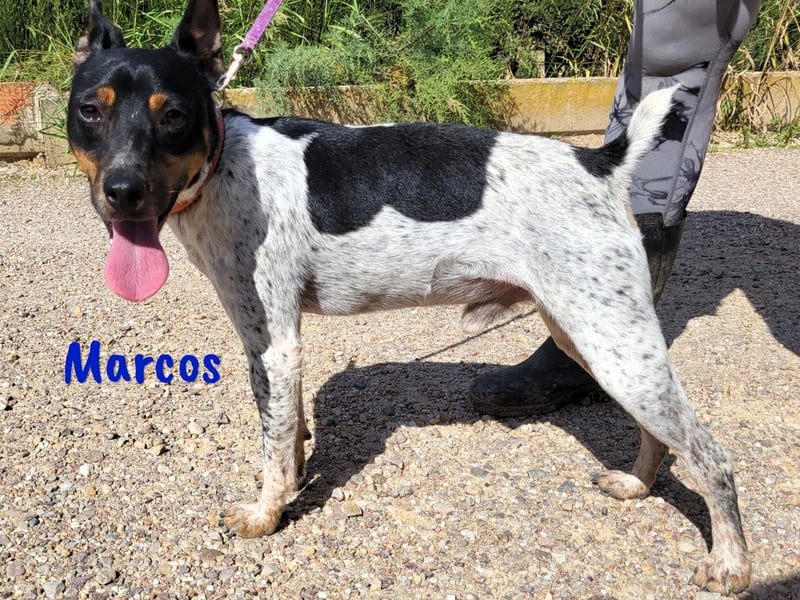 Marcos 04/2021 (ESP) - unkomplizierter, kleiner Ratonero Bodeguero Andaluz, ein Sonnenschein!