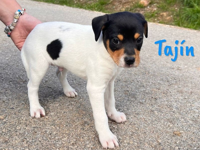 Tajín 12/2024 (ESP) - verschmuster, süßer Bodeguero-Pinscher-Mix Welpe!