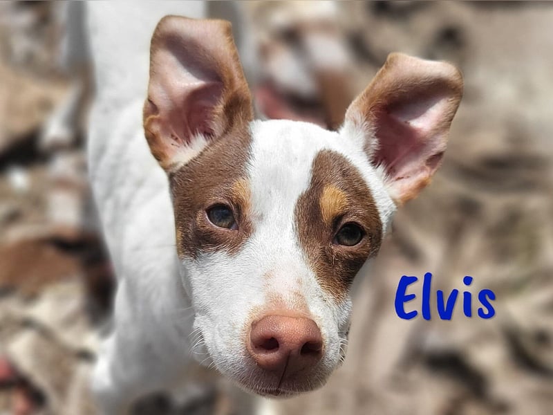 Elvis 12/2024 (ESP) - lustiger, verspielter und sozialer Bodeguero-Mix Welpe!