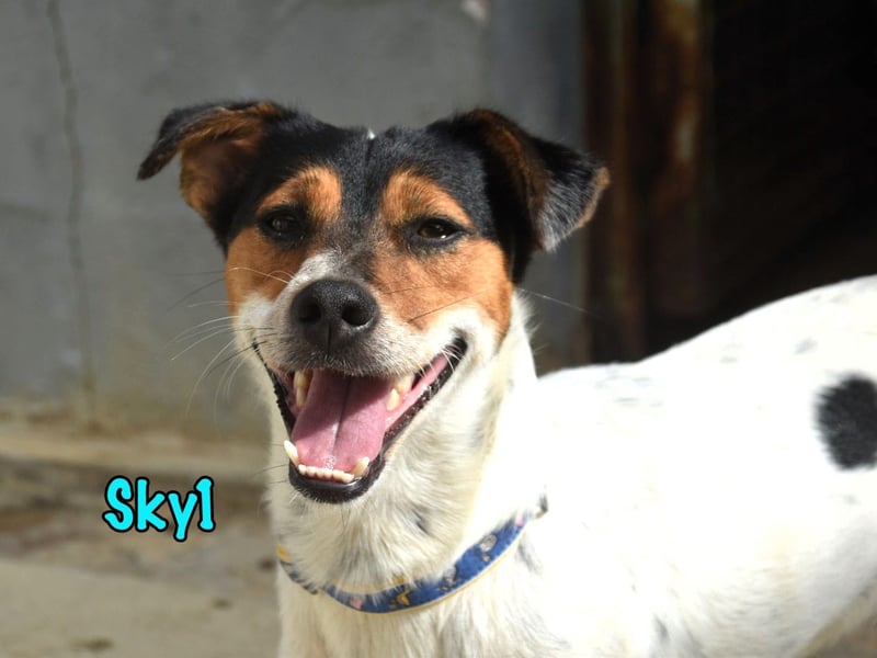 Sky1 geb. 09/2023 (ESP) - verschmuster und verspielter kleiner Bodeguero!