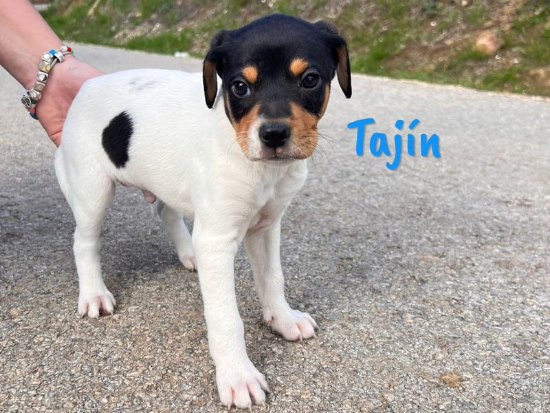 Tajín 12/2024 (ESP) - verschmuster, süßer Bodeguero-Pinscher-Mix Welpe!