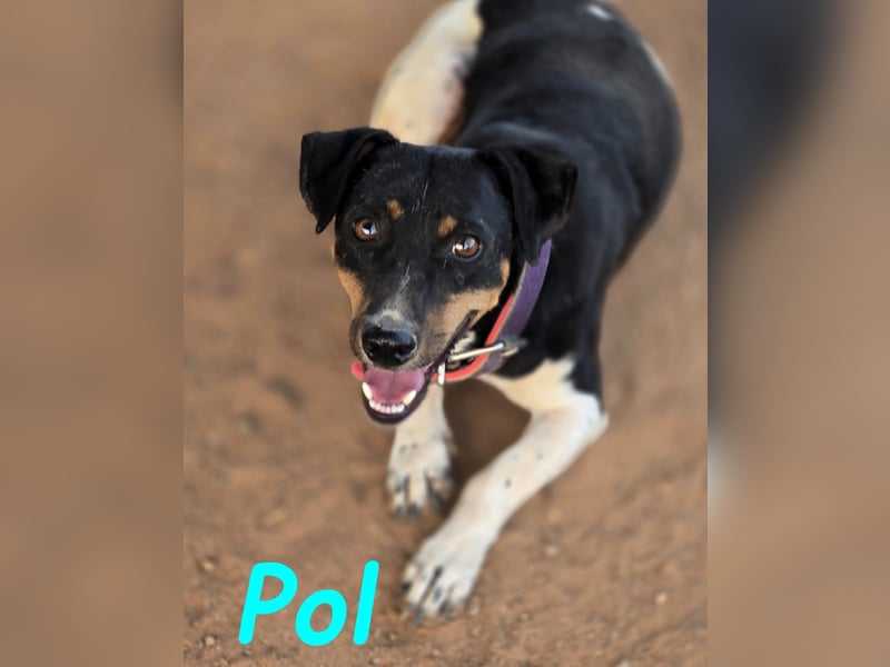 Pol 01/2023 (ESP) - warmherziger und charmanter, kleiner Bodeguero Mix!