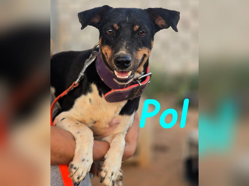 Pol 01/2023 (ESP) - warmherziger und charmanter, kleiner Bodeguero Mix!