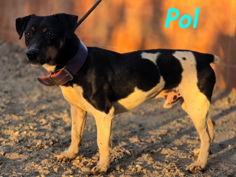 Pol 01/2023 (ESP) - warmherziger und charmanter, kleiner Bodeguero Mix!