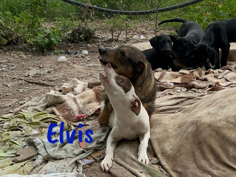 Elvis 12/2024 (ESP) - lustiger, verspielter und sozialer Bodeguero-Mix Welpe!
