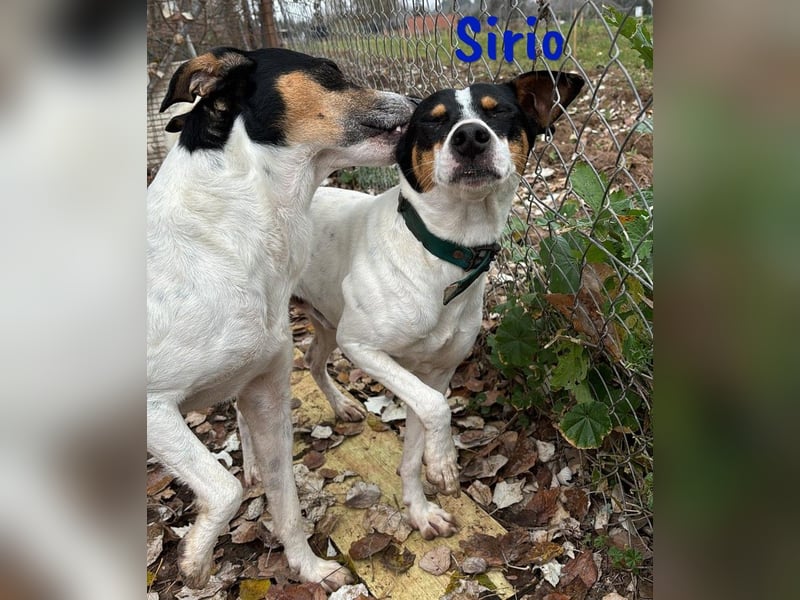 Sirio 04/2022 (ESP) - sozialer und unkomplizierter Ratonero Bodeguero Andaluz!