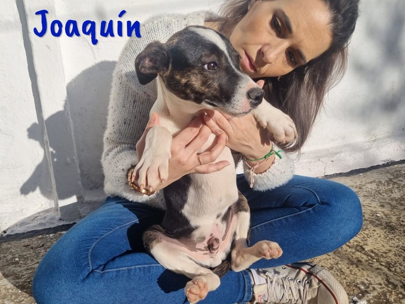Joaquín 10/2024 (ESP Pflegestelle) - neugieriger und verschmuster, kleiner Bodeguero-Mix Welpe!