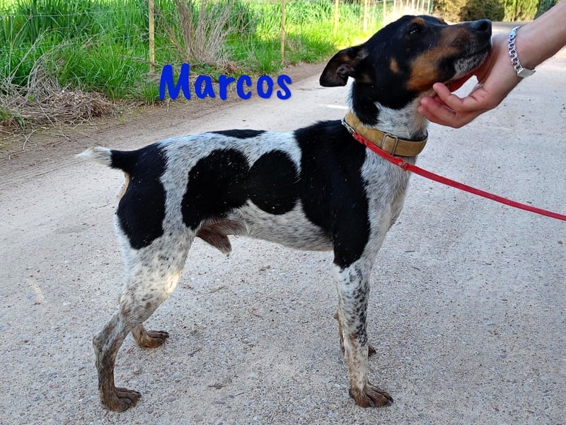 Marcos 04/2021 (ESP) - unkomplizierter, kleiner Ratonero Bodeguero Andaluz, ein Sonnenschein!