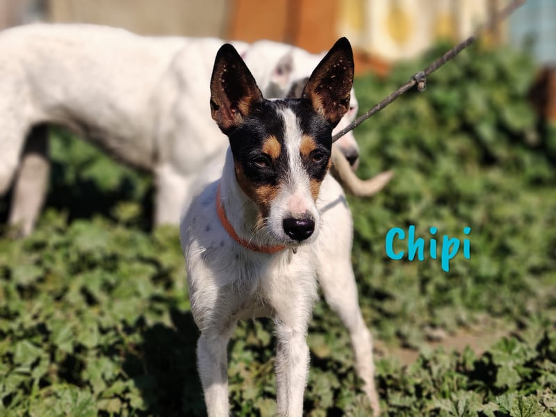 Chipi 06/2023 (ESP) - braver, umgänglicher und freundlicher kleiner Ratonero Bodeguero Andaluz!