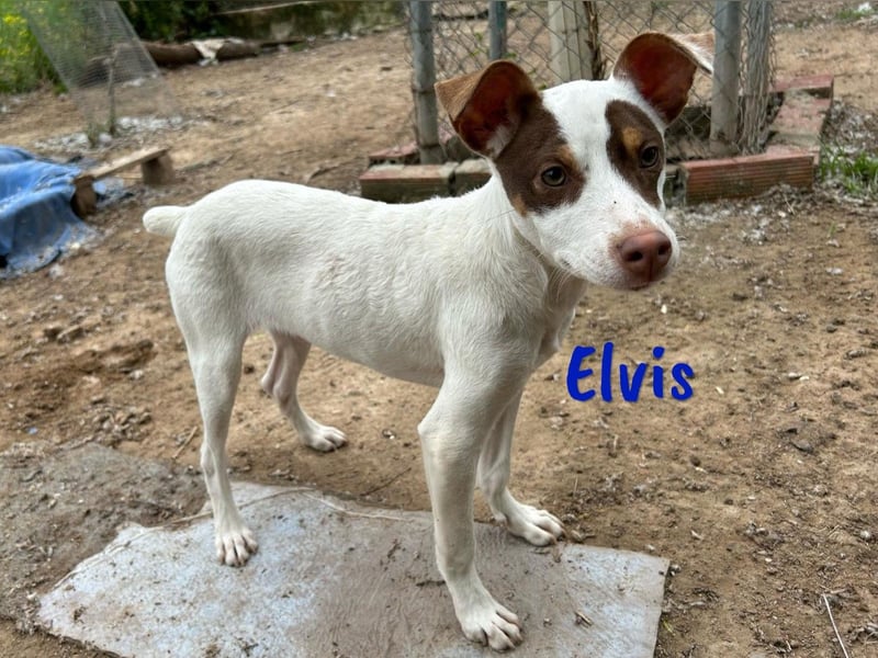 Elvis 12/2024 (ESP) - lustiger, verspielter und sozialer Bodeguero-Mix Welpe!