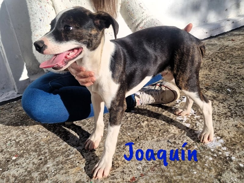 Joaquín 10/2024 (ESP Pflegestelle) - neugieriger und verschmuster, kleiner Bodeguero-Mix Welpe!