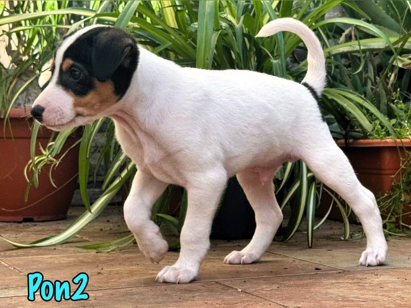 Pon2 02/2025 (ESP) - menschenbezogener, süßer Podenco-Bodeguero Mix Welpe!