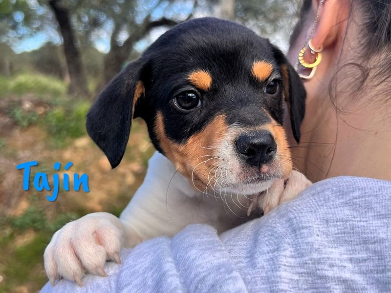 Tajín 12/2024 (ESP) - verschmuster, süßer Bodeguero-Pinscher-Mix Welpe!