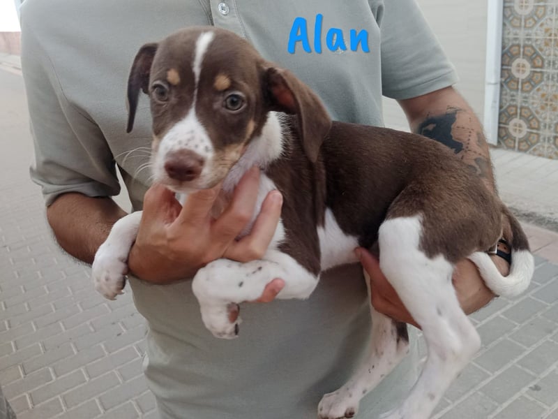 Alan geb. 03/2025 (ESP) - neugieriger süßer Ratonero Bodeguero Andaluz Welpe!