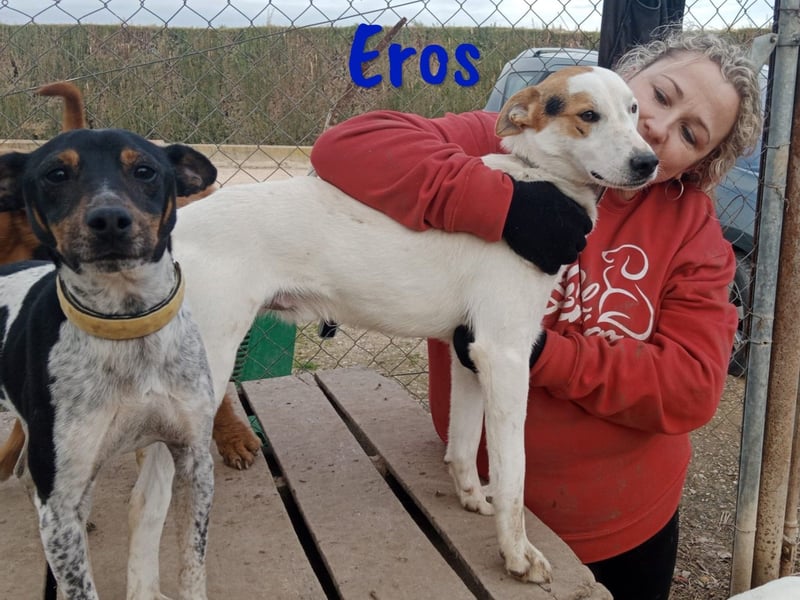 Eros 03/2023 (ESP) - verschmuster und sozialer, junger Bodeguero Mix Rüde!