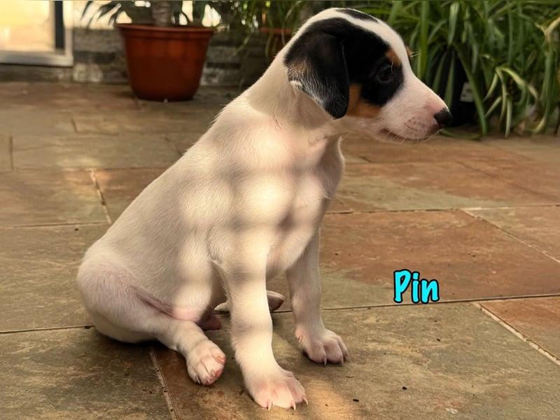 Pin 02/2025 (ESP) - lustiger, kleiner Podenco-Bodeguero Mix Welpe!