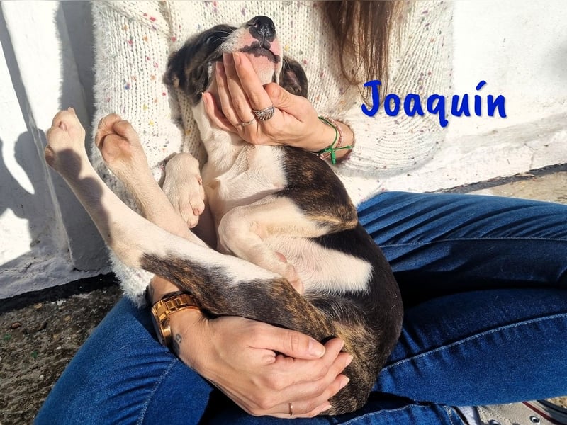 Joaquín 10/2024 (ESP) - neugieriger und verschmuster, kleiner Bodeguero-Mix Junghund!