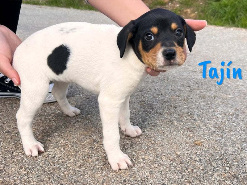 Tajín 12/2024 (ESP) - verschmuster, süßer Bodeguero-Pinscher-Mix Welpe!