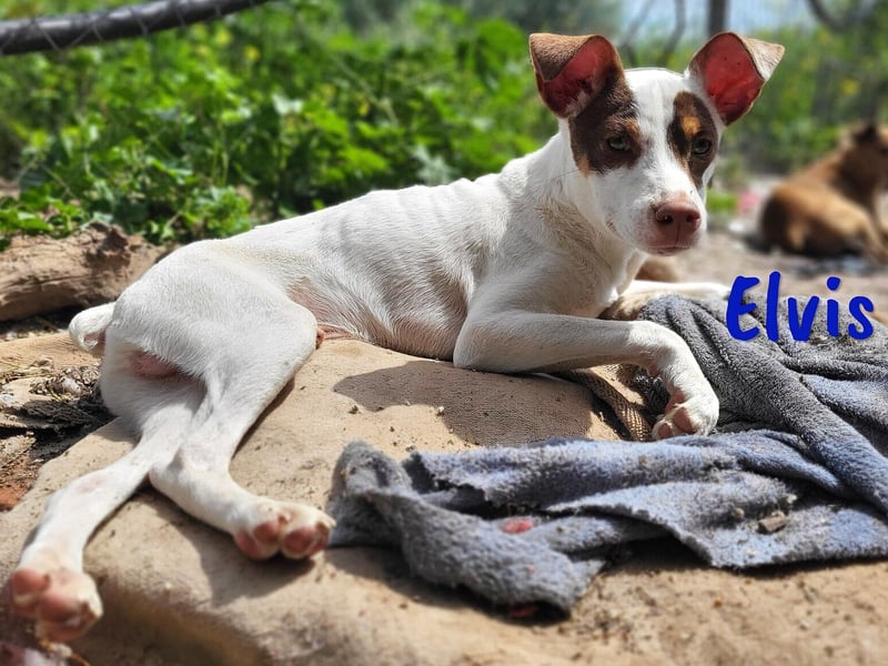 Elvis 12/2024 (ESP) - lustiger, verspielter und sozialer Bodeguero-Mix Welpe!