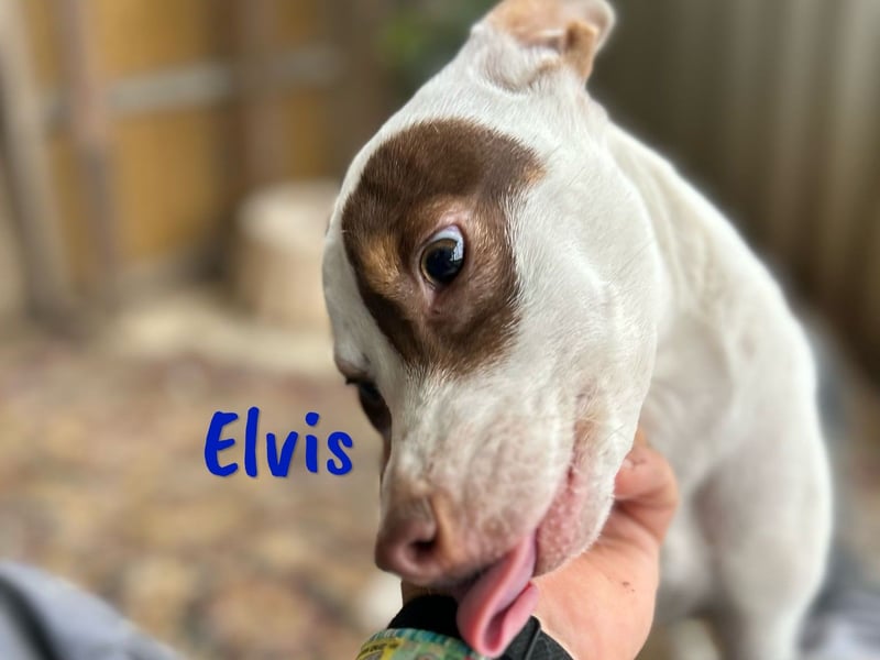 Elvis 12/2024 (ESP) - lustiger, verspielter und sozialer Bodeguero-Mix Welpe!