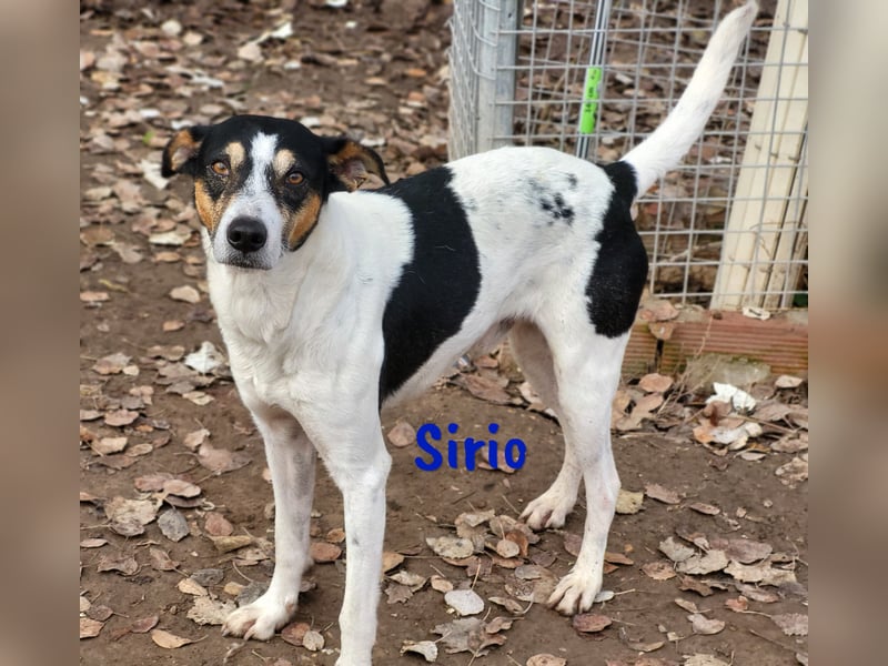 Sirio 04/2022 (ESP) - sozialer und unkomplizierter Ratonero Bodeguero Andaluz!