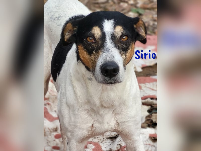 Sirio 04/2022 (ESP) - sozialer und unkomplizierter Ratonero Bodeguero Andaluz!
