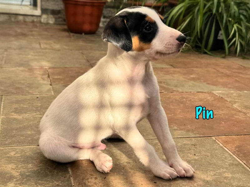 Pin 02/2025 (ESP) - lustiger, kleiner Podenco-Bodeguero Mix Welpe!