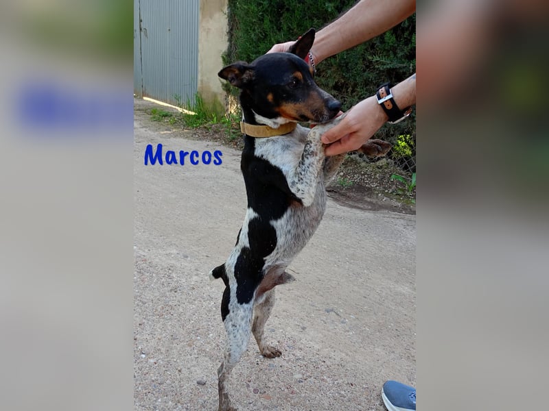 Marcos 04/2021 (ESP) - unkomplizierter, kleiner Ratonero Bodeguero Andaluz, ein Sonnenschein!
