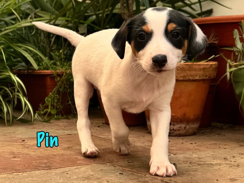 Pin 02/2025 (ESP) - lustiger, kleiner Podenco-Bodeguero Mix Welpe!