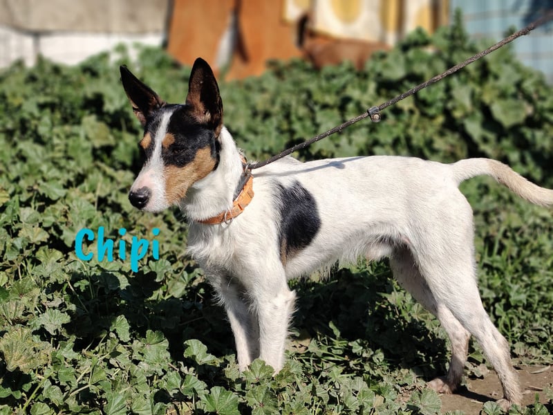 Chipi 06/2023 (ESP) - braver, umgänglicher und freundlicher kleiner Ratonero Bodeguero Andaluz!