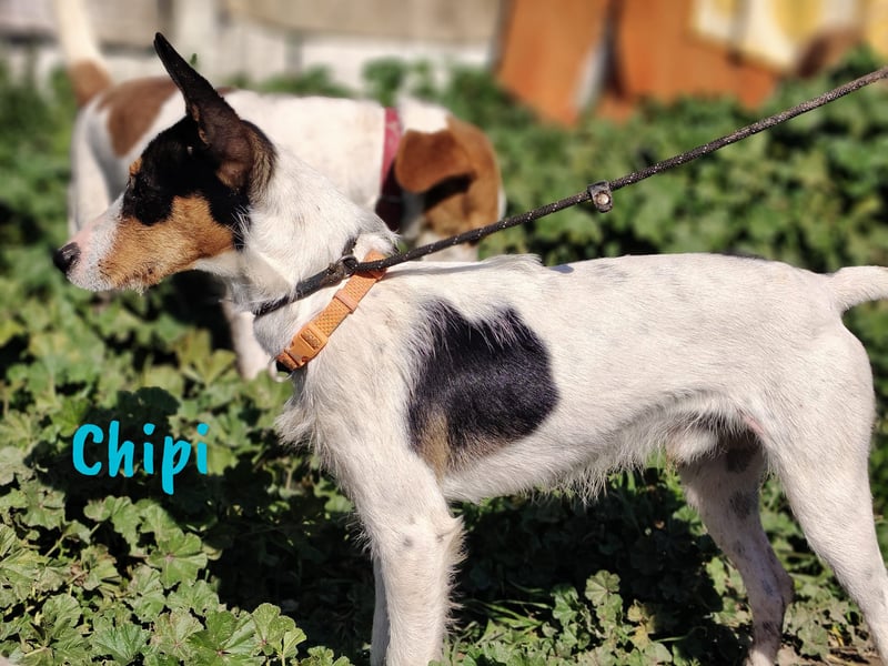 Chipi 06/2023 (ESP) - braver, umgänglicher und freundlicher kleiner Ratonero Bodeguero Andaluz!