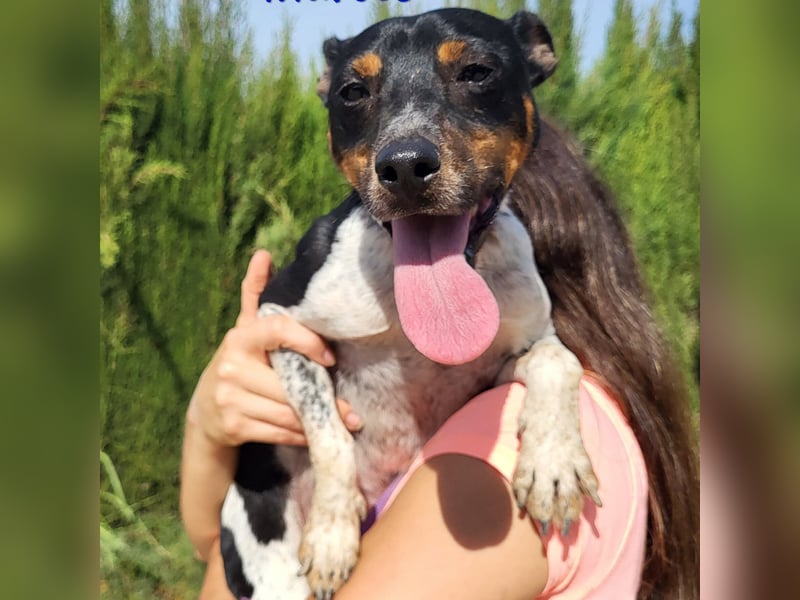Marcos 04/2021 (ESP) - unkomplizierter, kleiner Ratonero Bodeguero Andaluz, ein Sonnenschein!