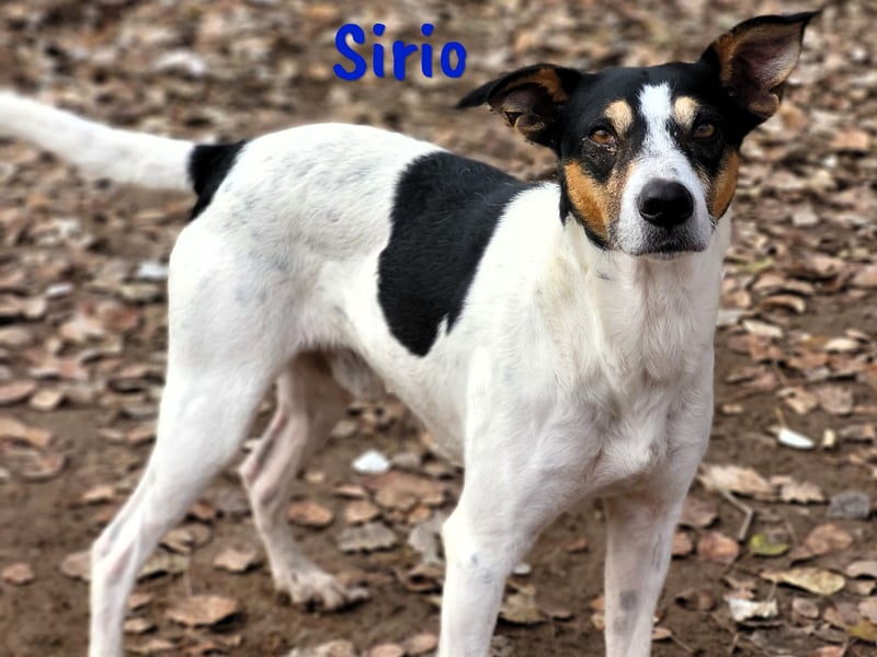 Sirio 04/2022 (ESP) - sozialer und unkomplizierter Ratonero Bodeguero Andaluz!