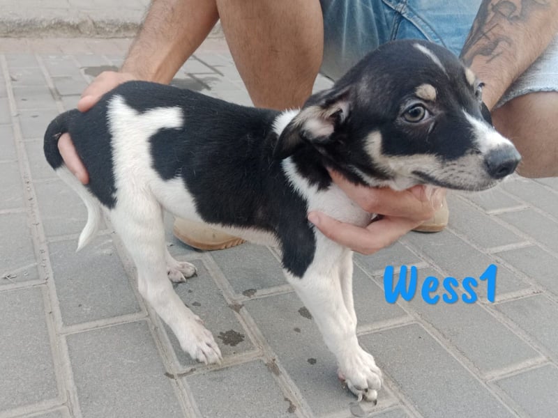 Wess1 geb. 03/2025 (ESP) - verspielter kleiner Ratonero Bodeguero Andaluz Welpe!