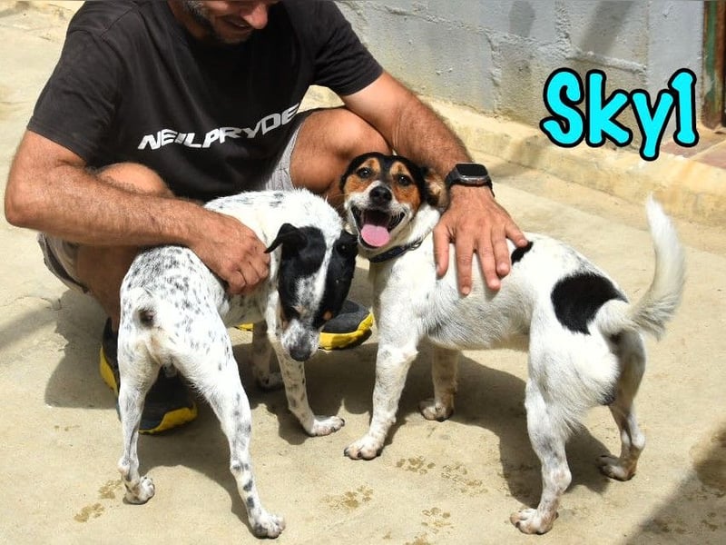 Sky1 geb. 09/2023 (ESP) - verschmuster und verspielter kleiner Bodeguero!
